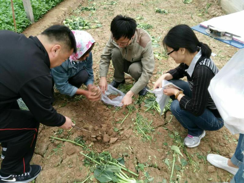小叶茼蒿