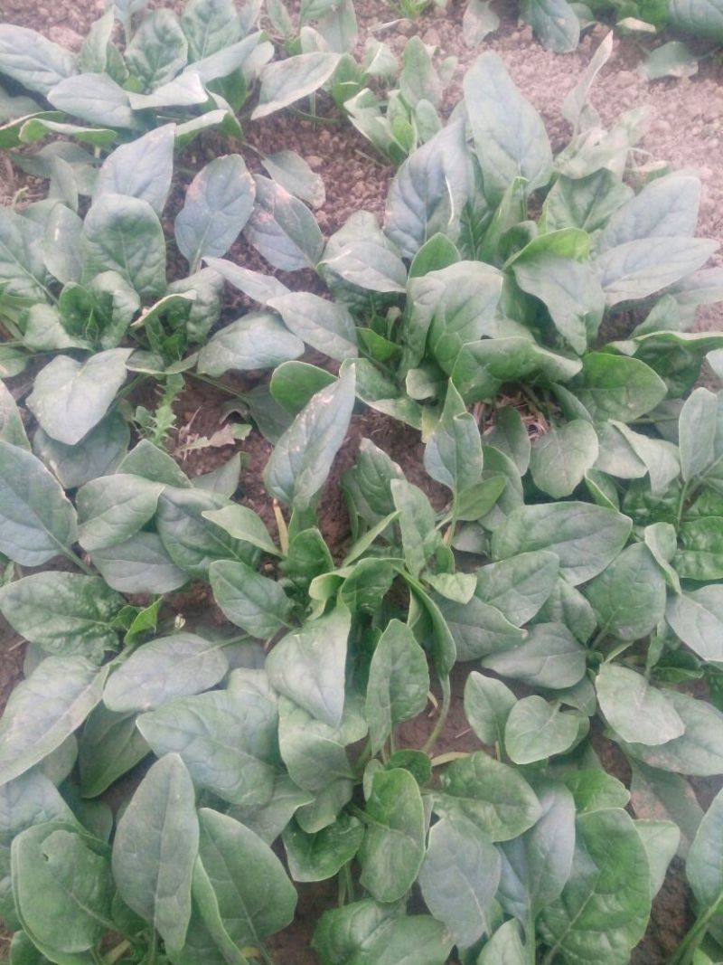 越冬菠菜15~20厘米