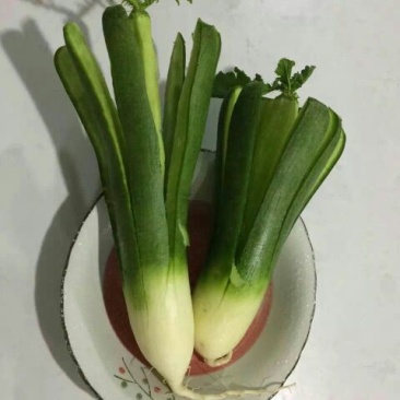 潍县青萝卜1~1.5斤起