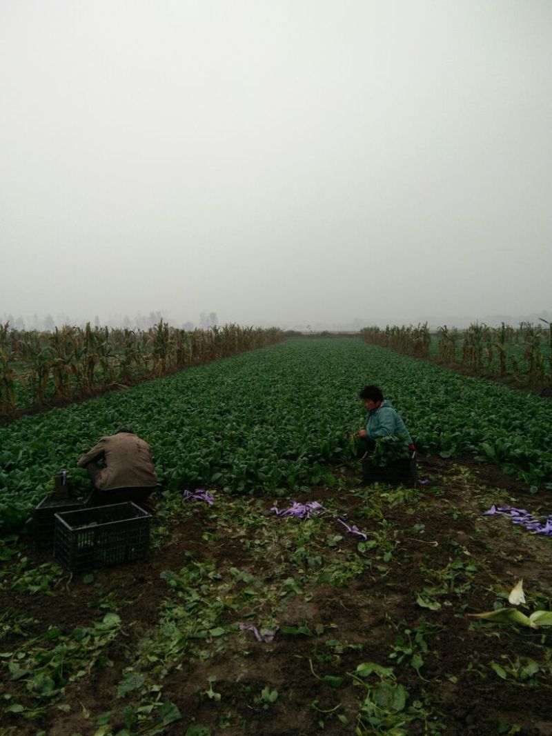 大叶菠菜15~20厘米