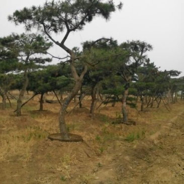 造型松12公分