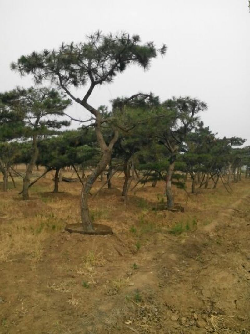 造型松12公分