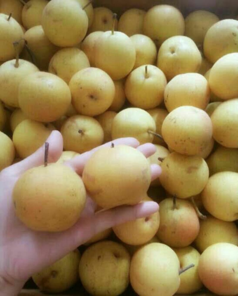 梨60~100g纸箱