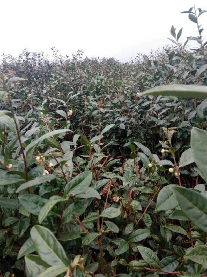 老树茶特级