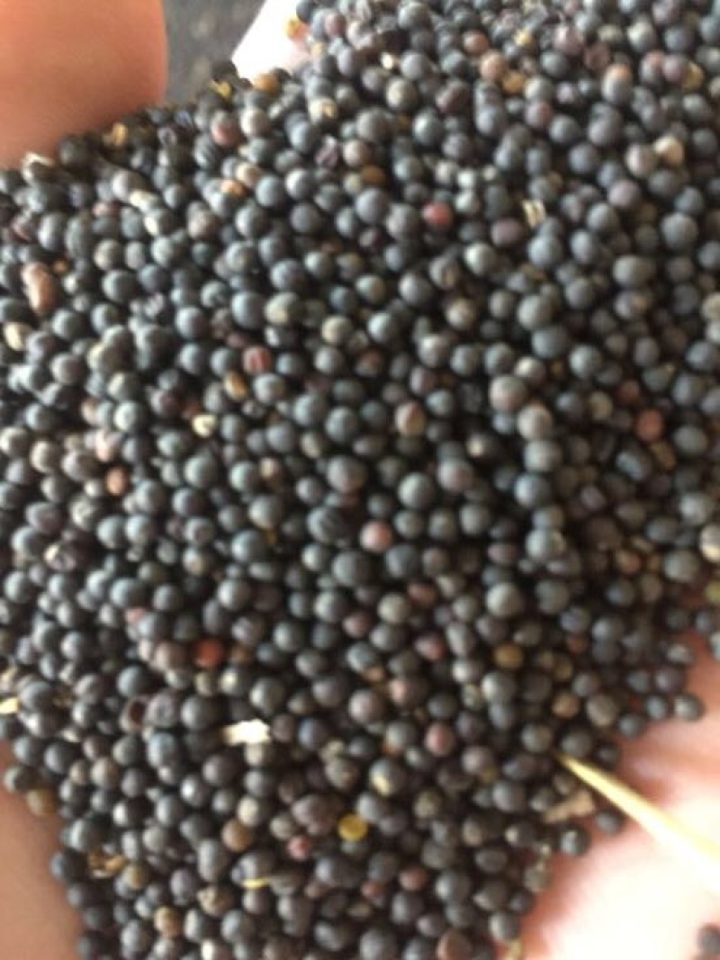 油菜籽