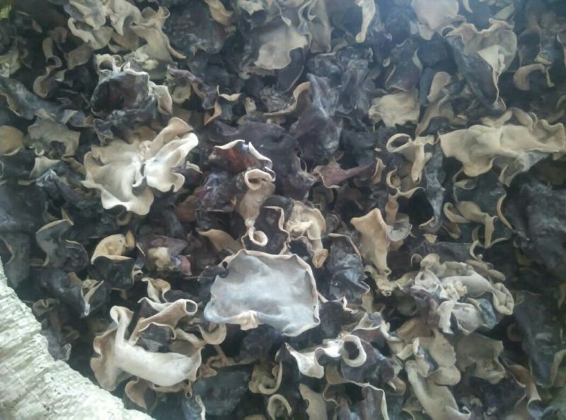 干木耳一级
