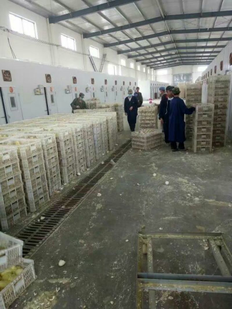 鹅苗250g以下