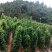 白薯白心8两以上