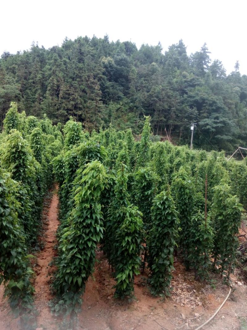 白薯白心8两以上