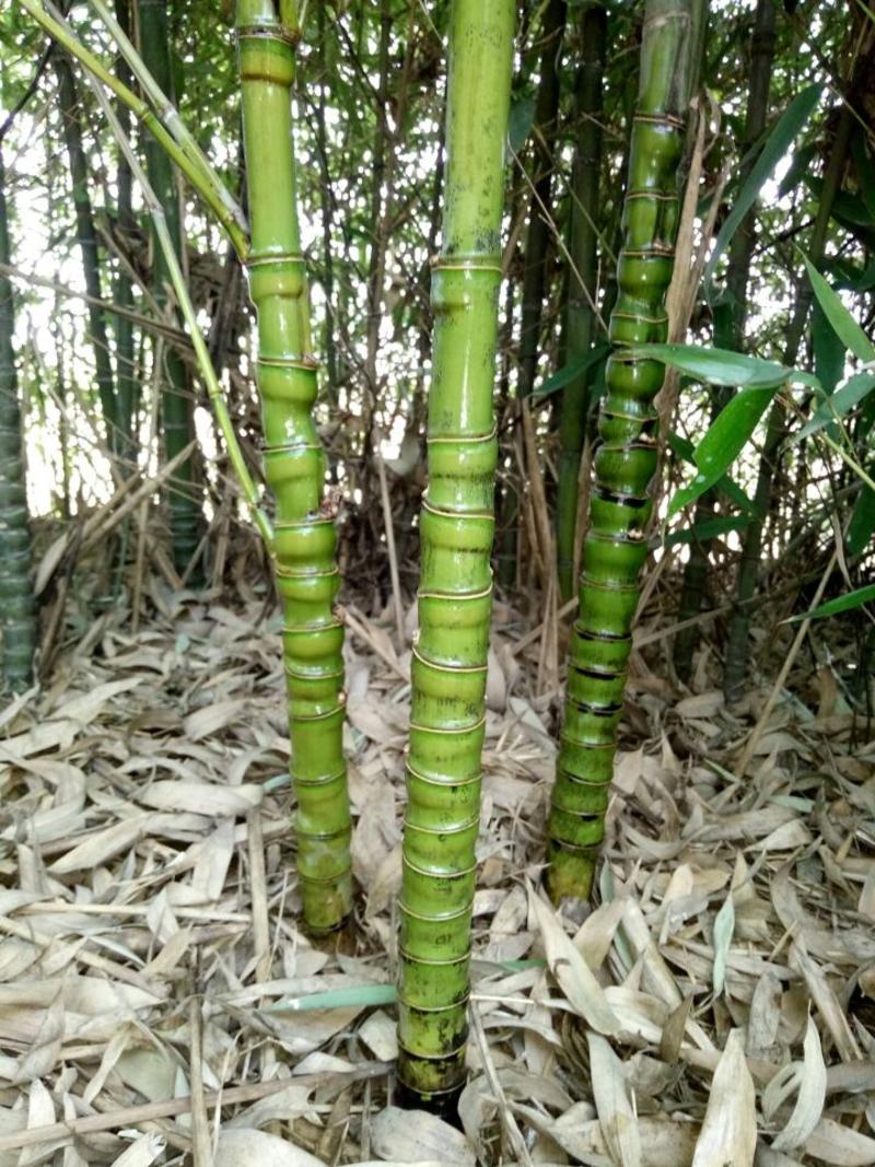 竹子3~4m