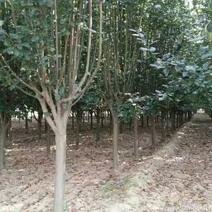 西府海棠海棠树规格齐全3-9公分有货