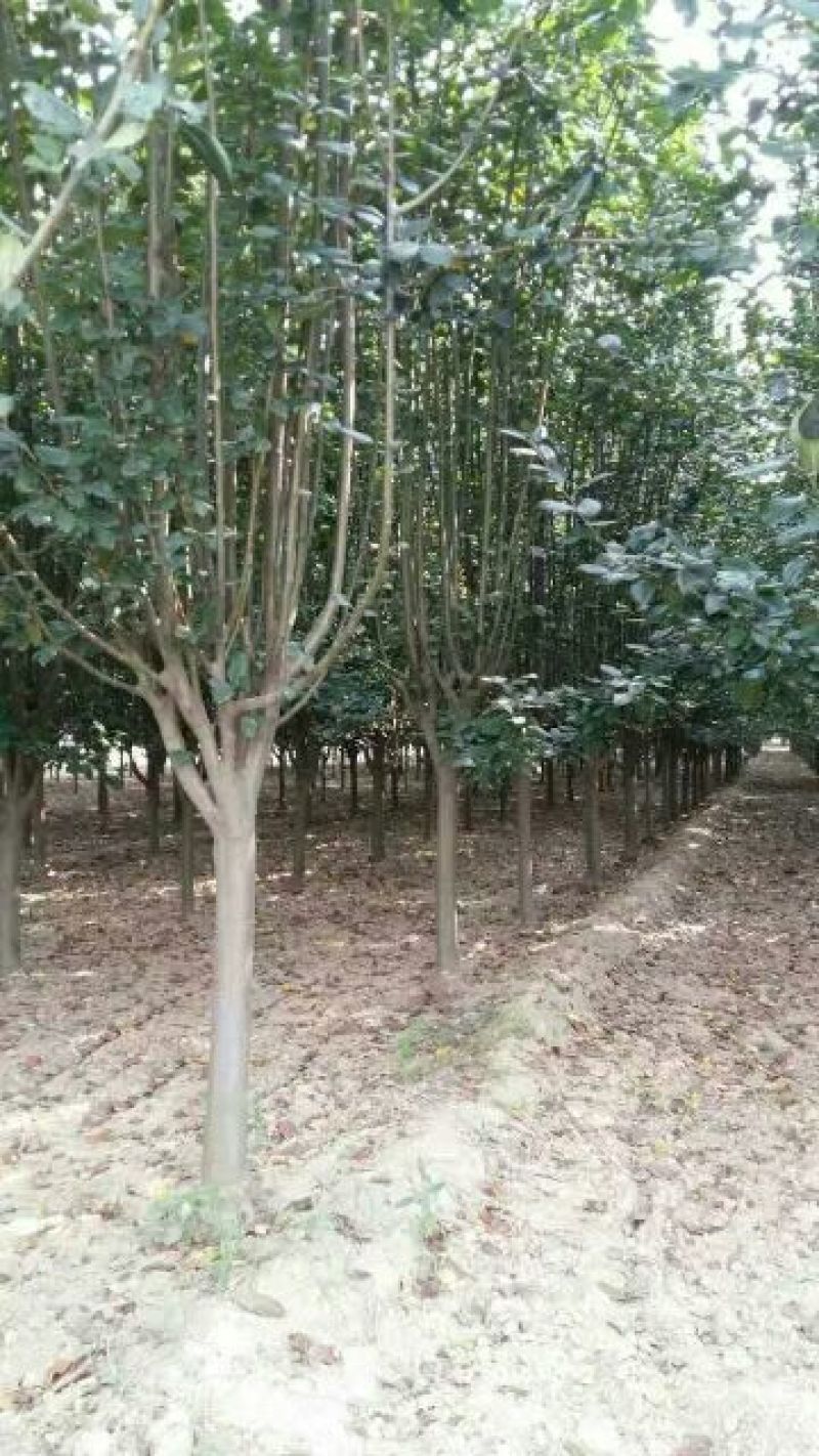 西府海棠海棠树规格齐全3-9公分有货