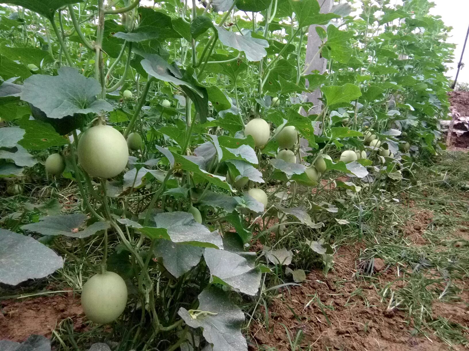 甜瓜河南周口扶沟县_批发_供应-一亩田农业网