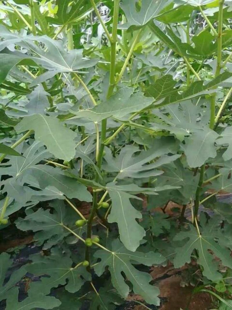 无花果苗，波姬红，青皮，金敖芬，布兰瑞克