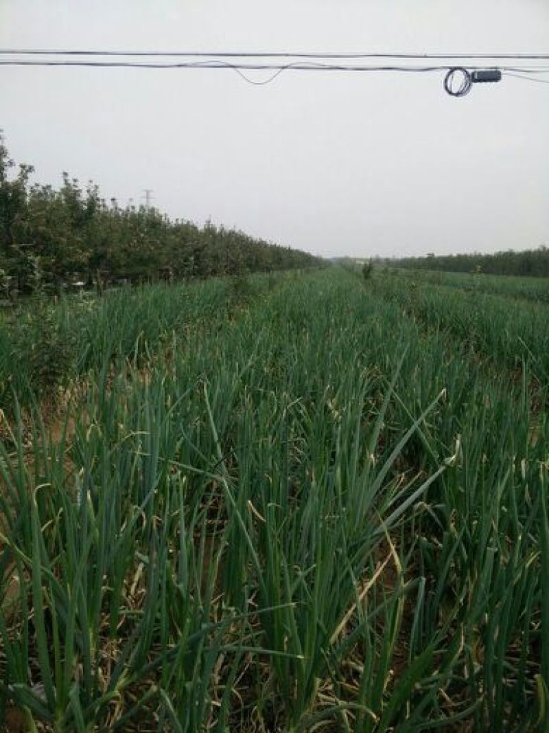 长白大葱毛葱3cm左右