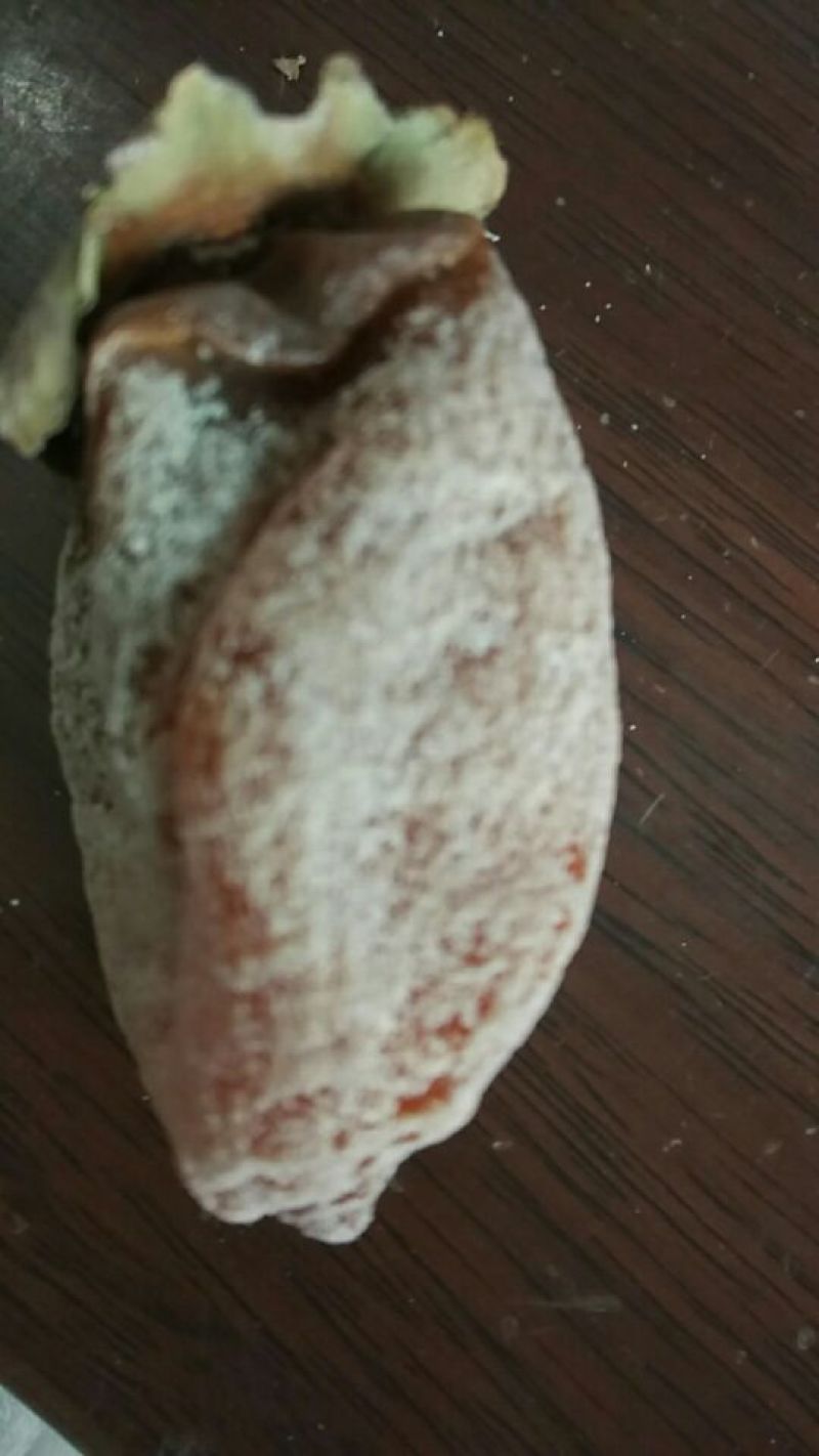 柿饼1两以下