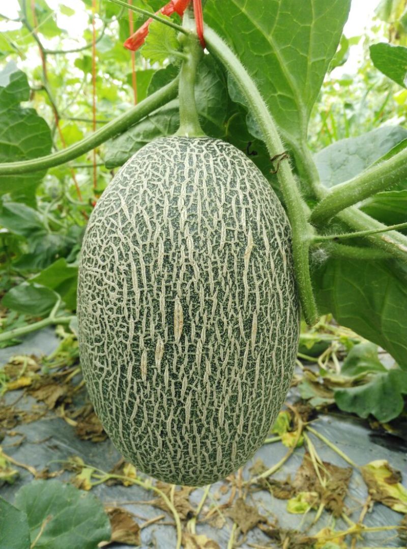西州蜜瓜3斤以上长圆形