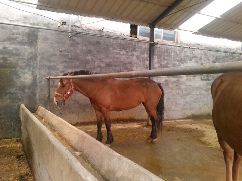 肉马300~400kg