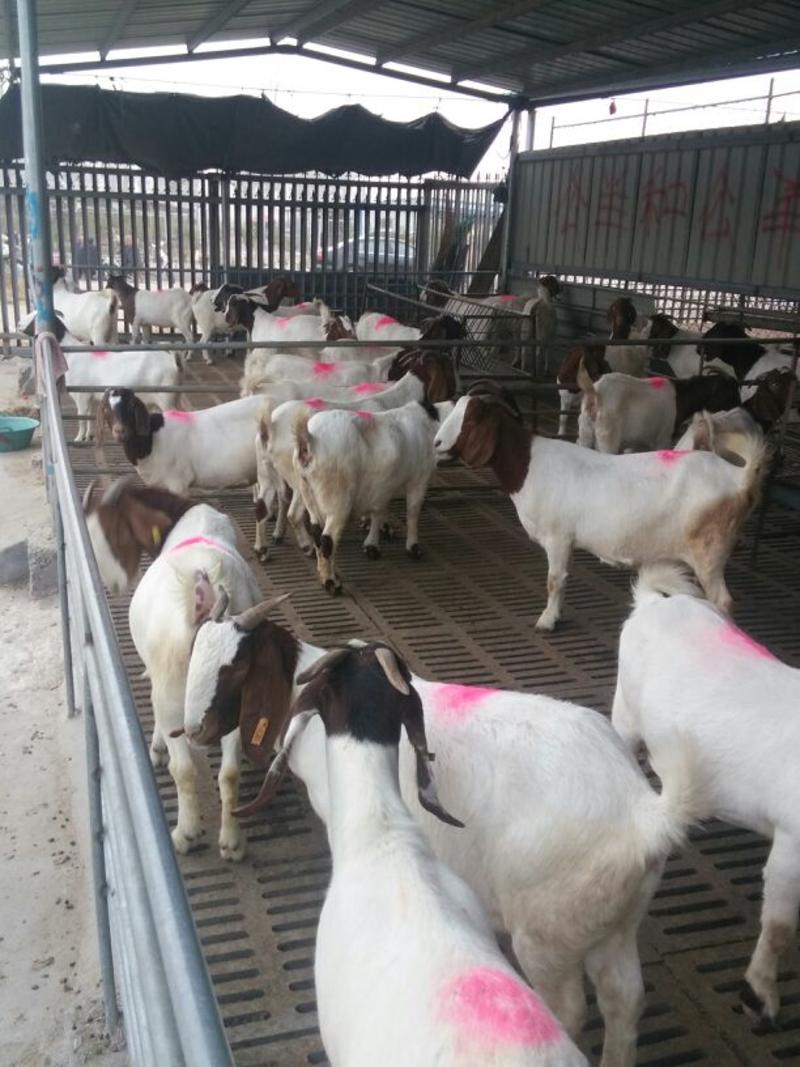 纯种波尔山羊母羊波尔山羊种羊价格活体波尔山羊养殖波尔山羊