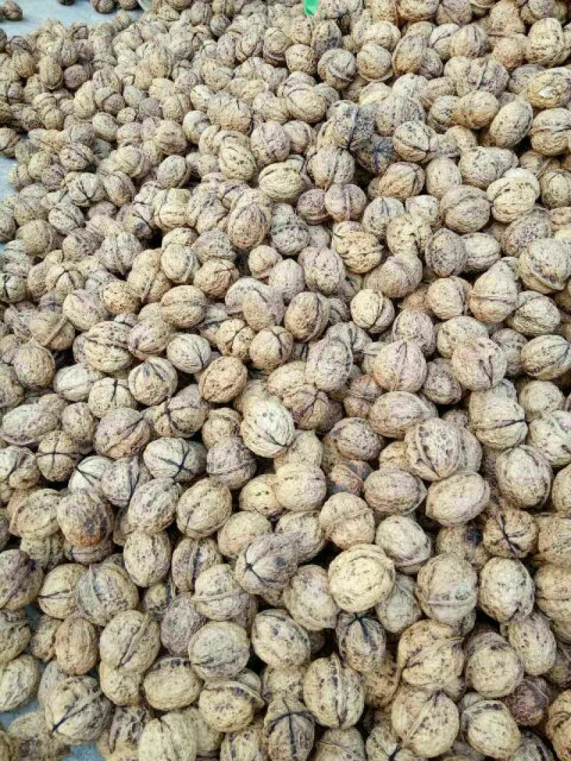 薄皮核桃30mm以上去皮干