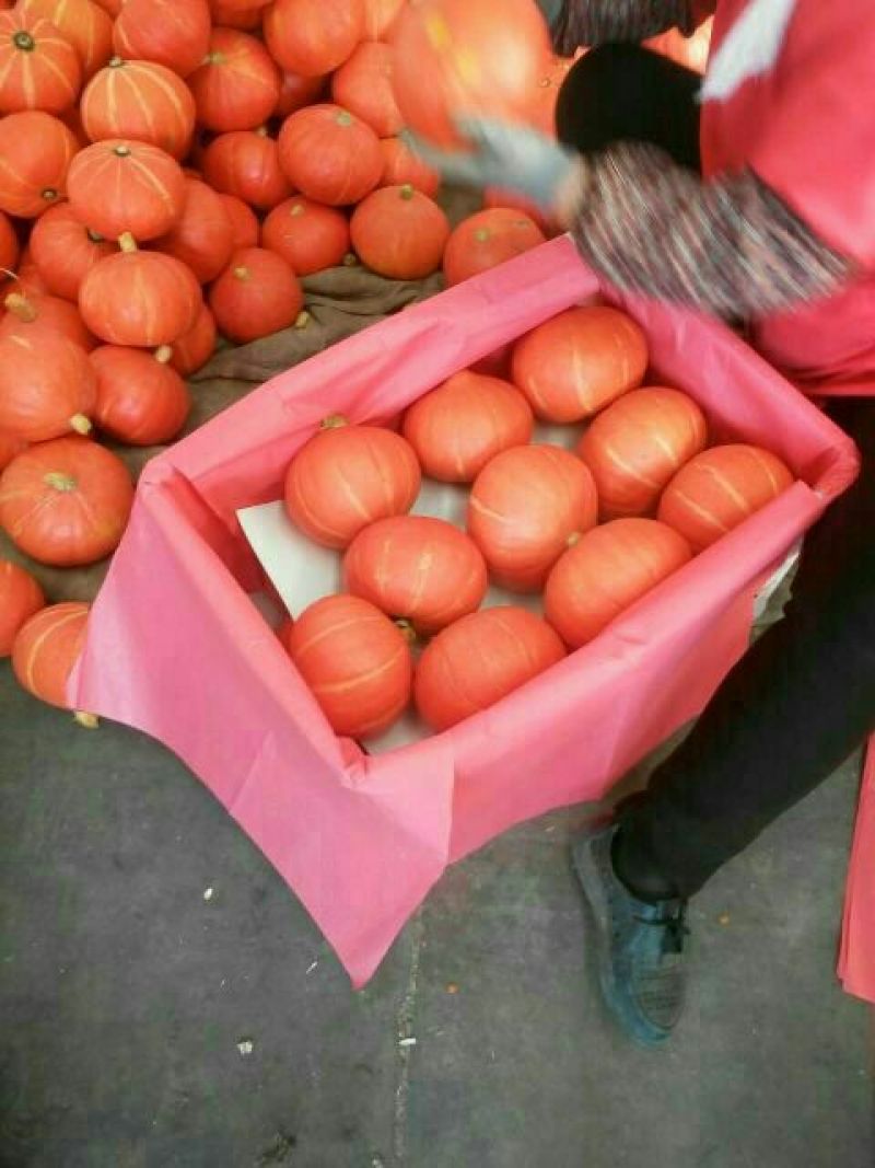 黄金二号红南瓜2~3斤以上扁圆形