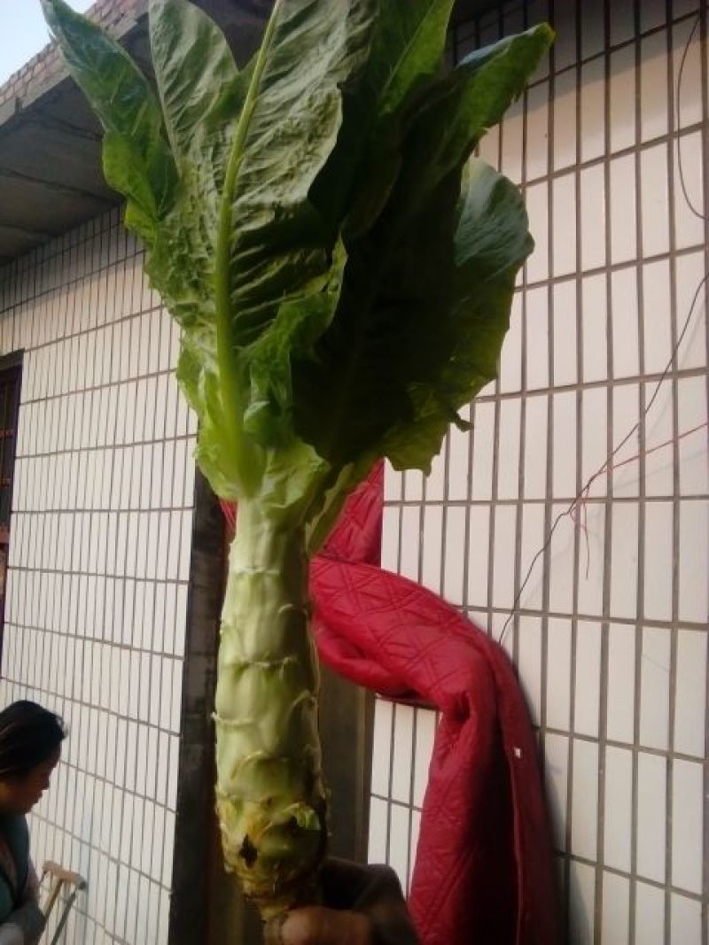圆尖莴笋单棵2斤以上