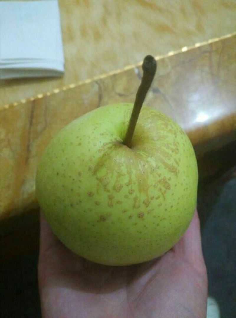 蒲城酥梨200~250g纸袋
