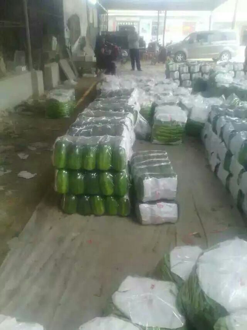 绿宝西葫芦0.6斤以上