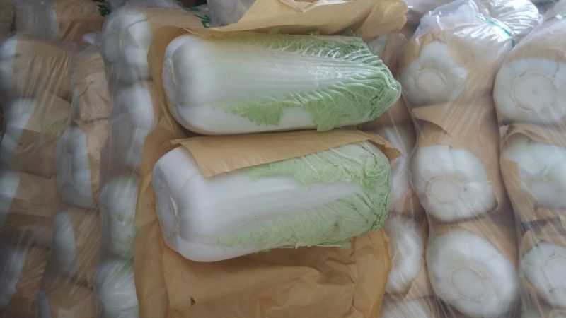 山东白菜，北京新三号白菜，4~6斤净菜大量供应，欢迎致电