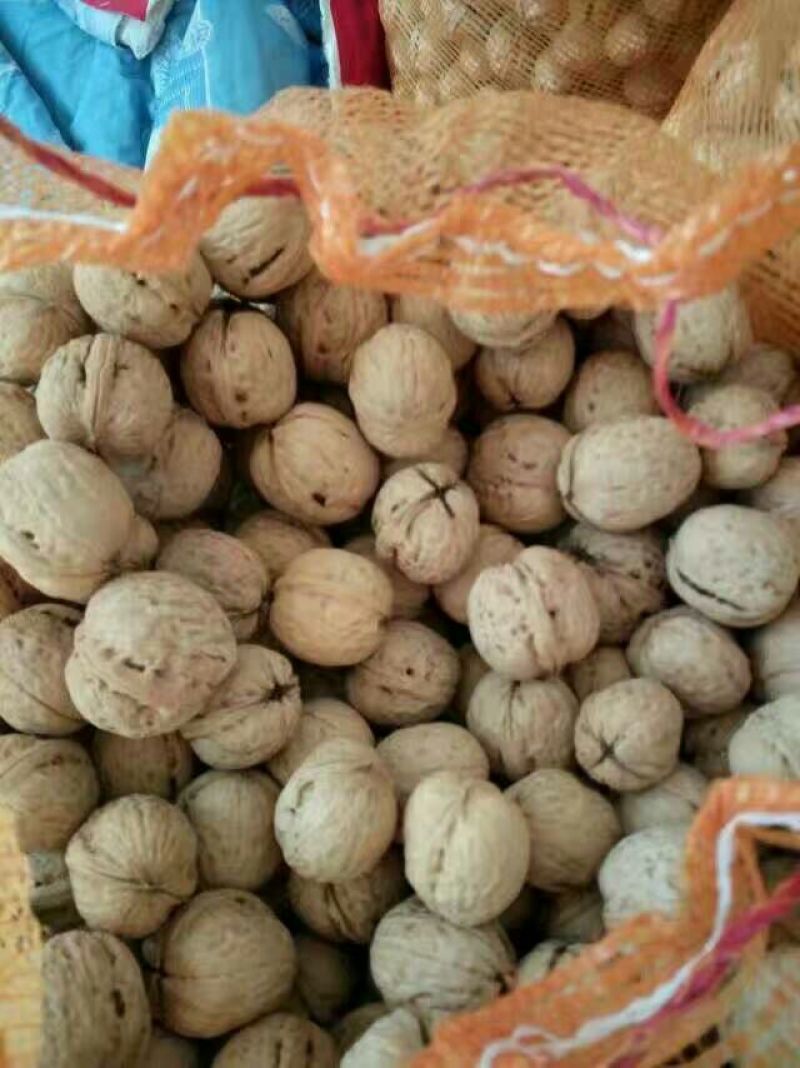 纸皮核桃30mm以上去皮干