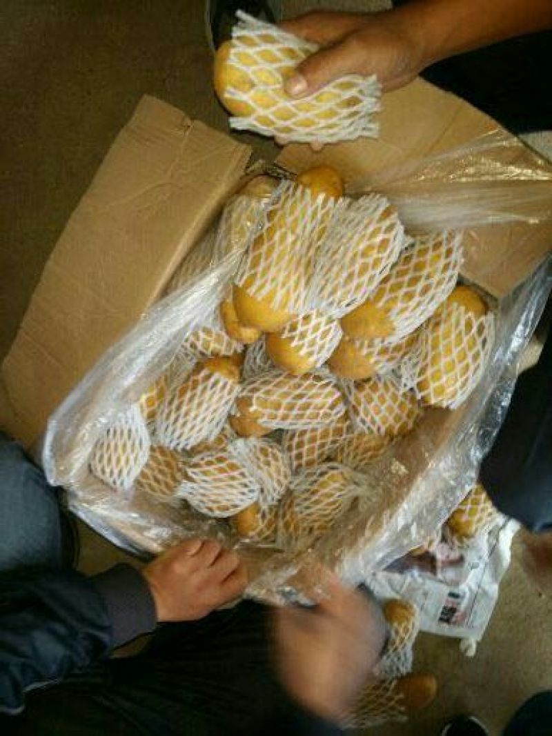 荷兰十五土豆3两以上大量供应各种规格品质的货源。
