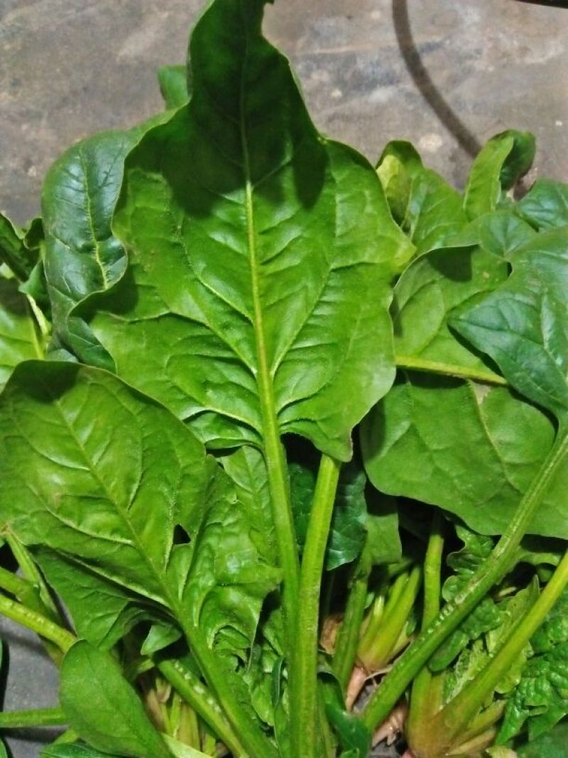 大叶菠菜15~20厘米