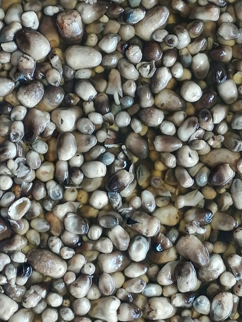 鲜草菇