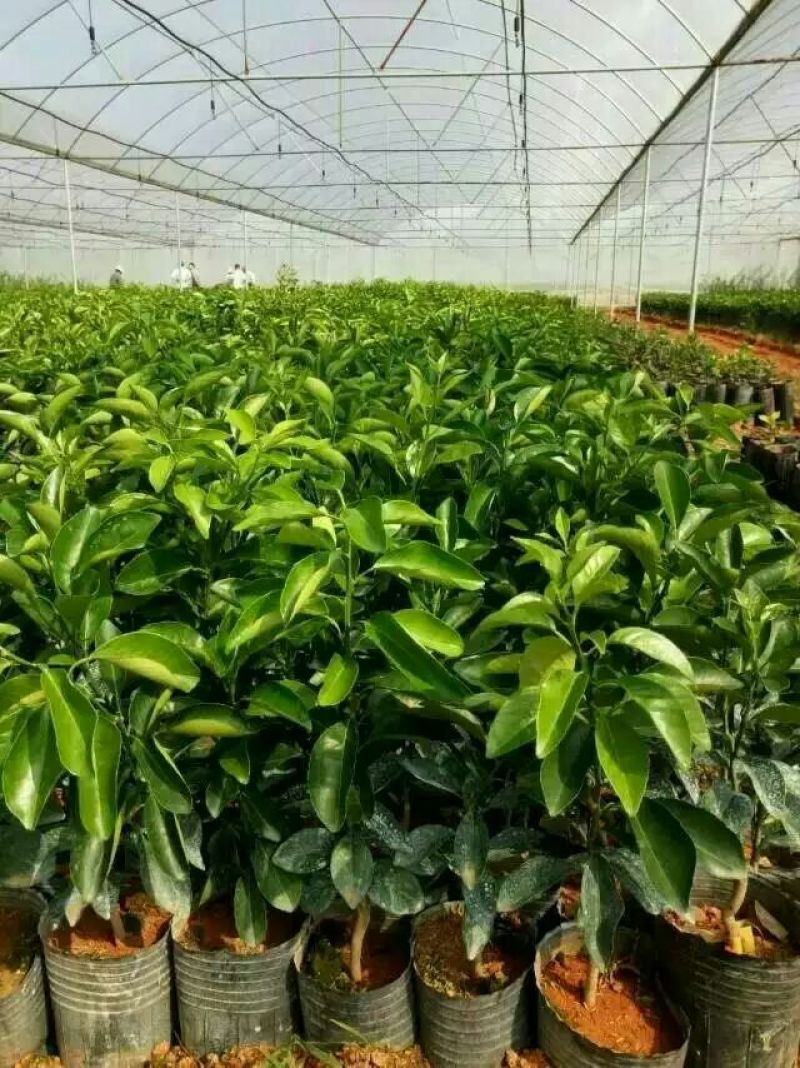 正宗赣南纽荷尔脐橙树苗无毒区培育地苗杯苗技术供应
