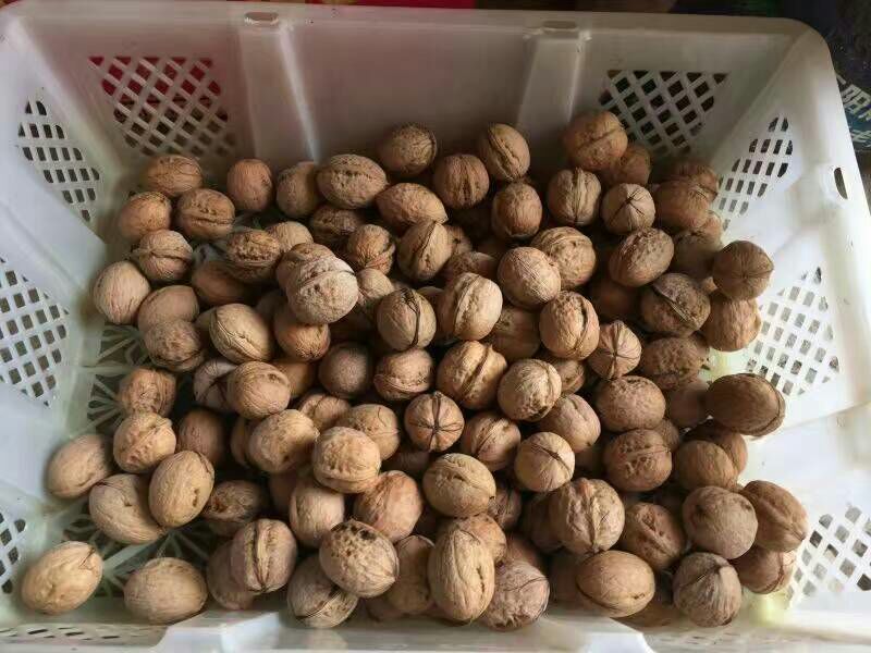 薄皮核桃去皮干
