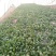 越冬菠菜15~20厘米