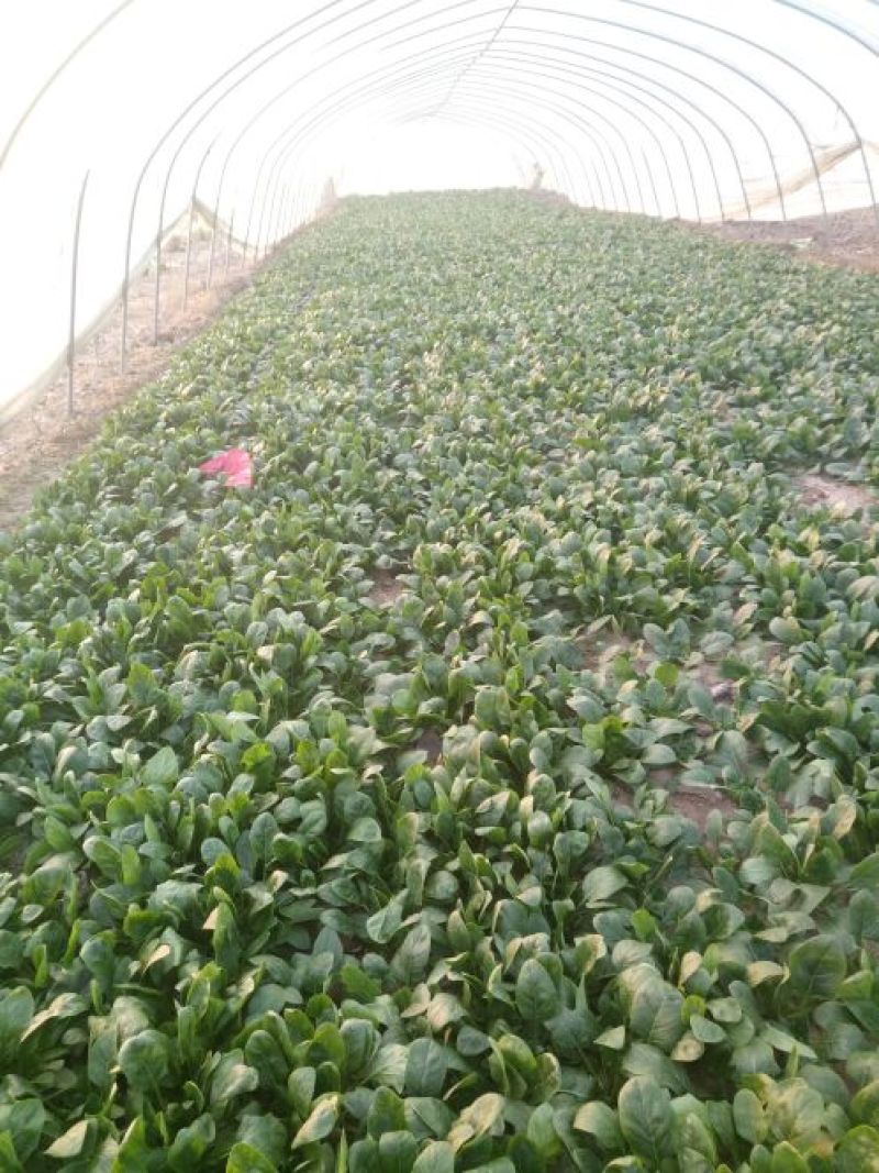 越冬菠菜15~20厘米
