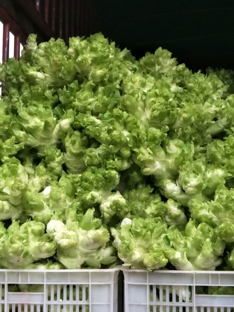 安岳精品儿菜基地直销，质量保证，无其他费用，装车快速。