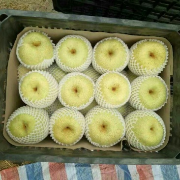 砀山梨300~350g光果