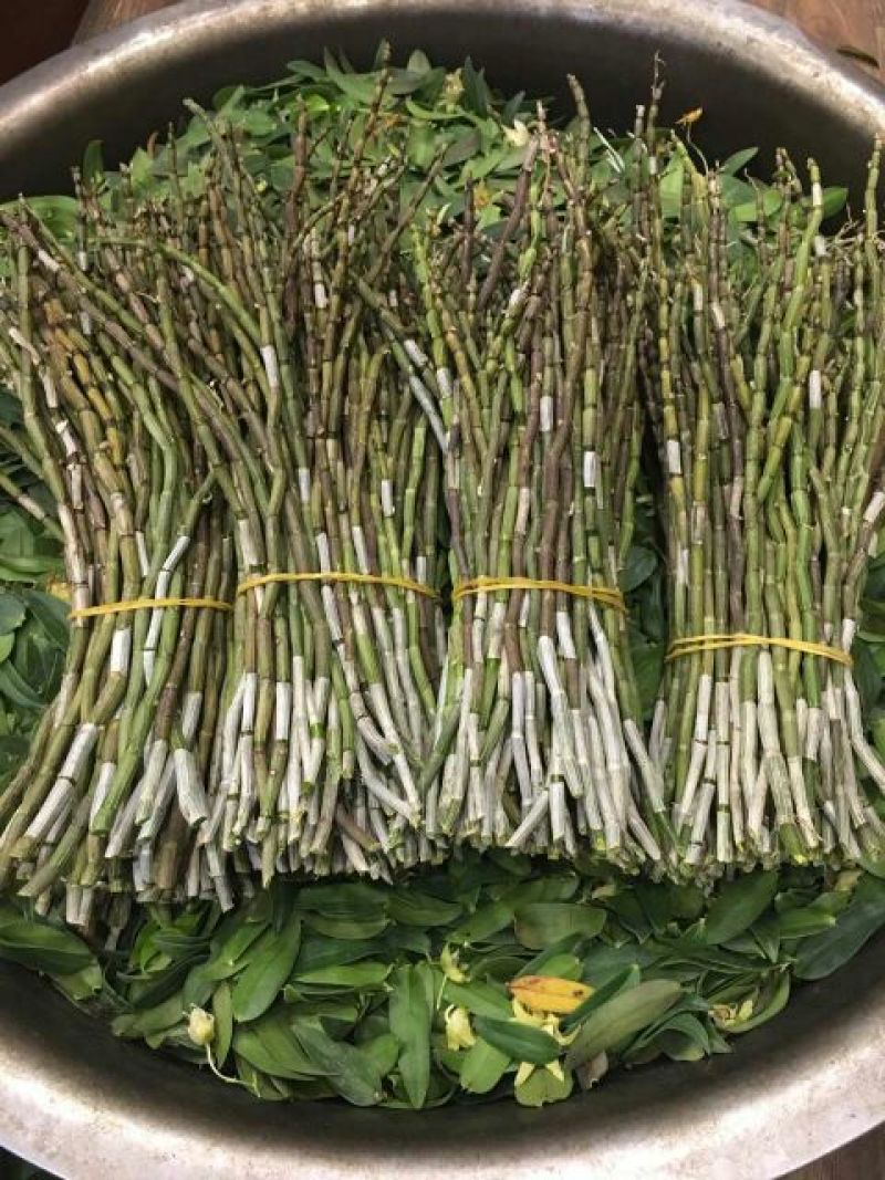 铁皮石斛组培瓶苗雁荡山红杆软脚品种