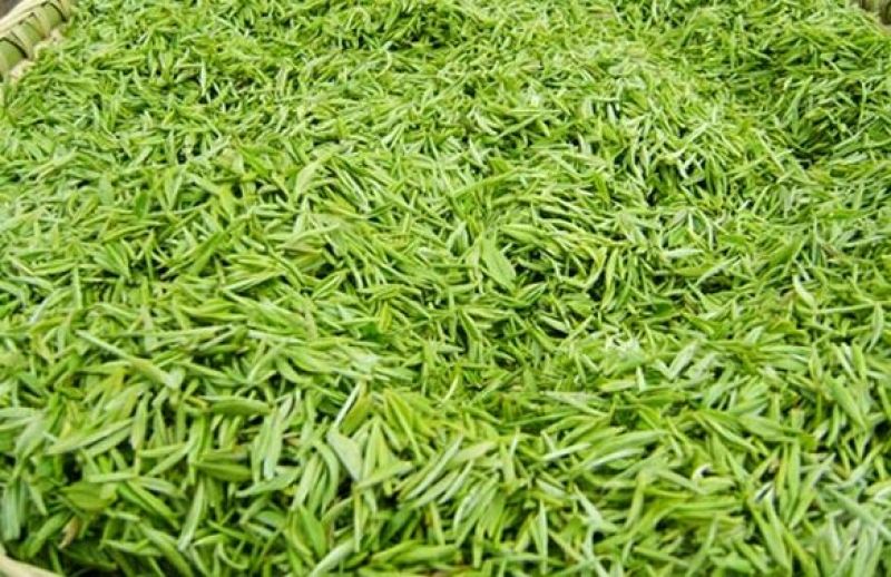 石阡苔茶特级