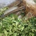 无花果树苗80~100cm，薄姬红无花果，需要的联系。