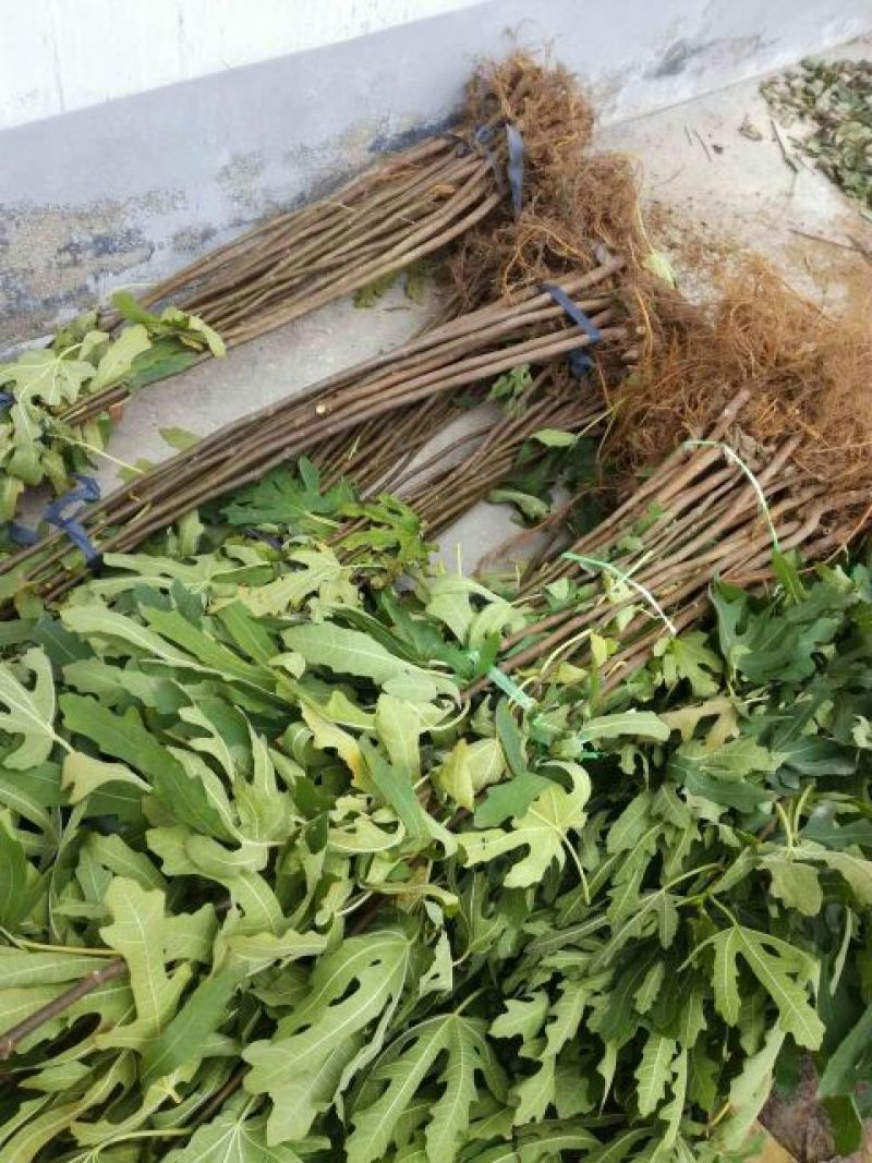 无花果树苗80~100cm，薄姬红无花果，需要的联系。