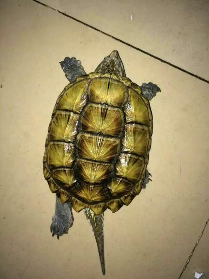 鳖