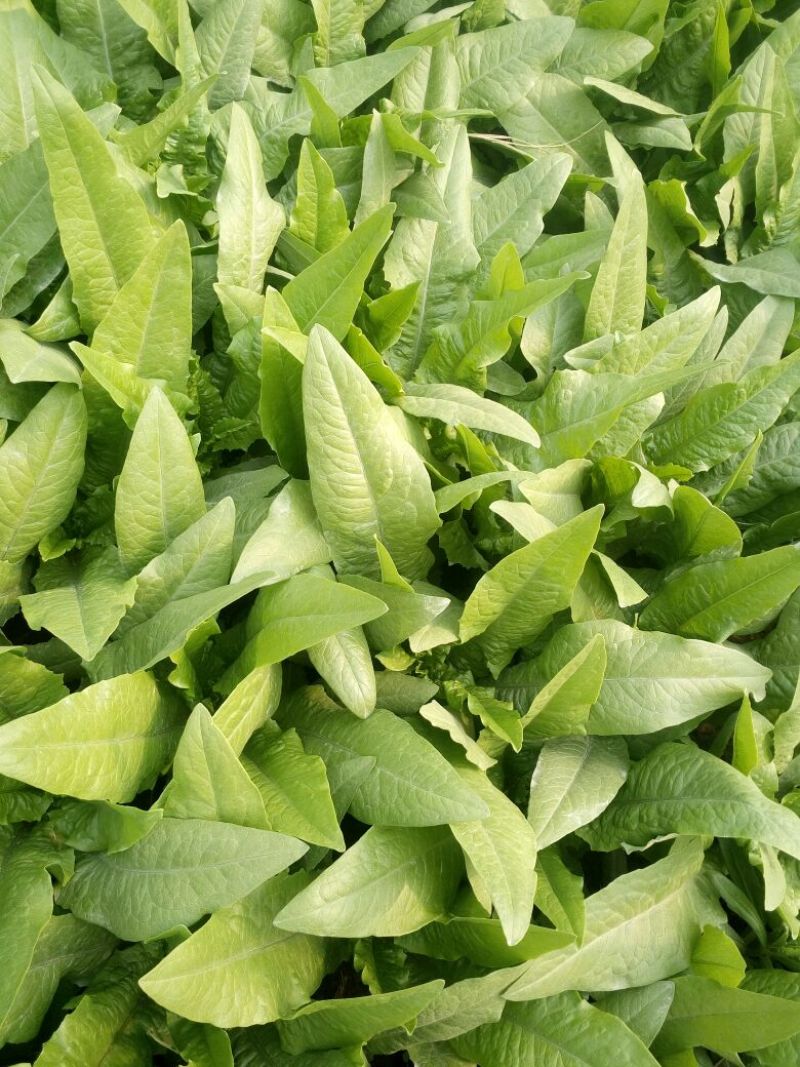 油麦菜