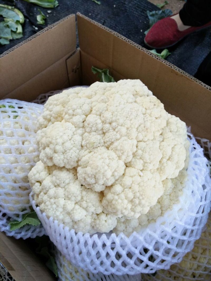 有机菜花青梗，米黄色，批发零售！可视频看货，可全国发