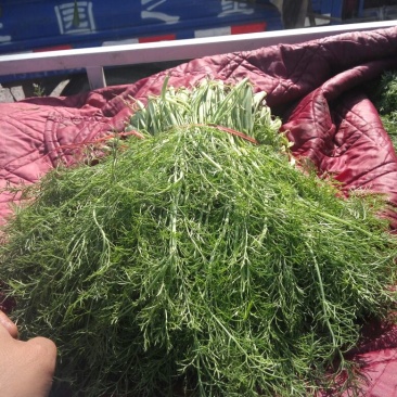 河北茴香价格优惠质量好走货快欢迎询价热卖全国欢迎询价