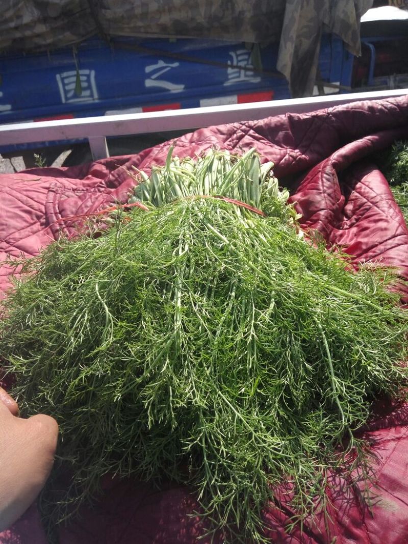 河北茴香价格优惠质量好走货快欢迎询价热卖全国欢迎询价