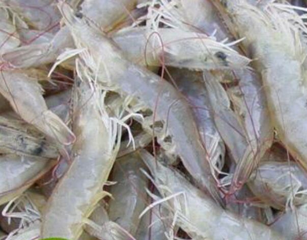 天津河虾 活虾 21~25只\/kg批发_马昕供应_一亩