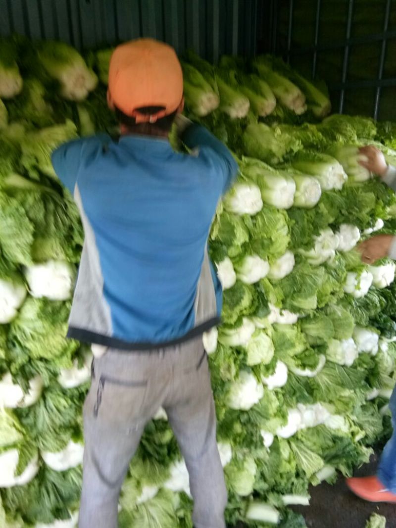 大白菜吉林白菜乾坤91-18白菜，黄包品质保证，